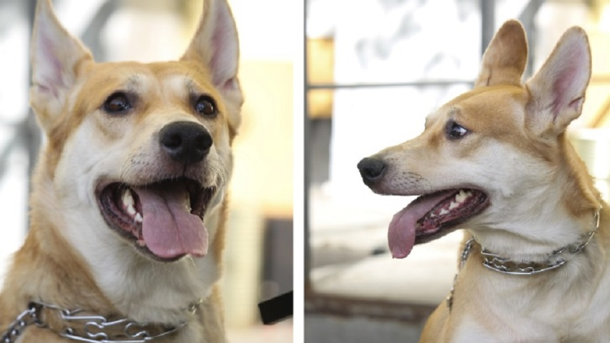 собака в ошейнике