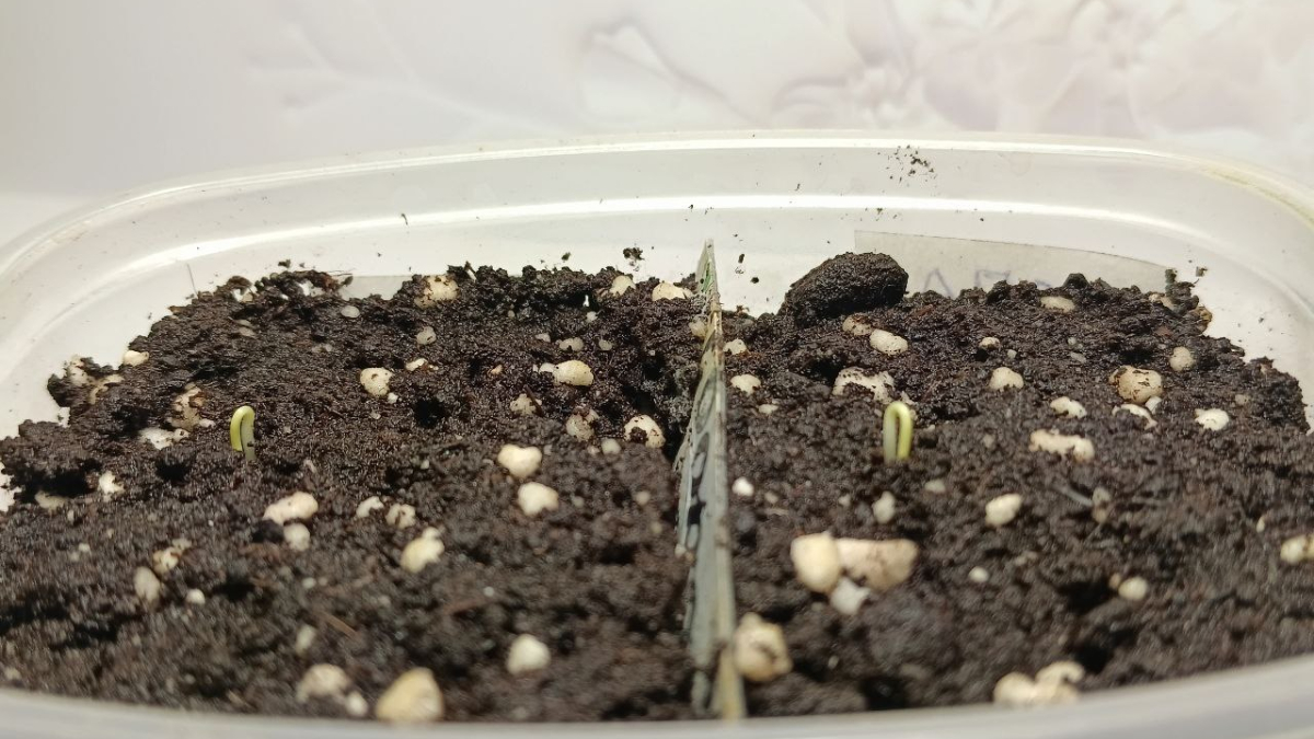 Обеззараженная земля для рассады