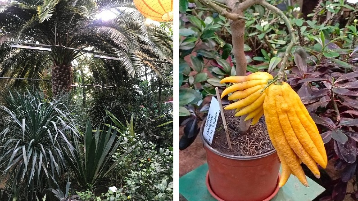 зеленые растения в оранжерее