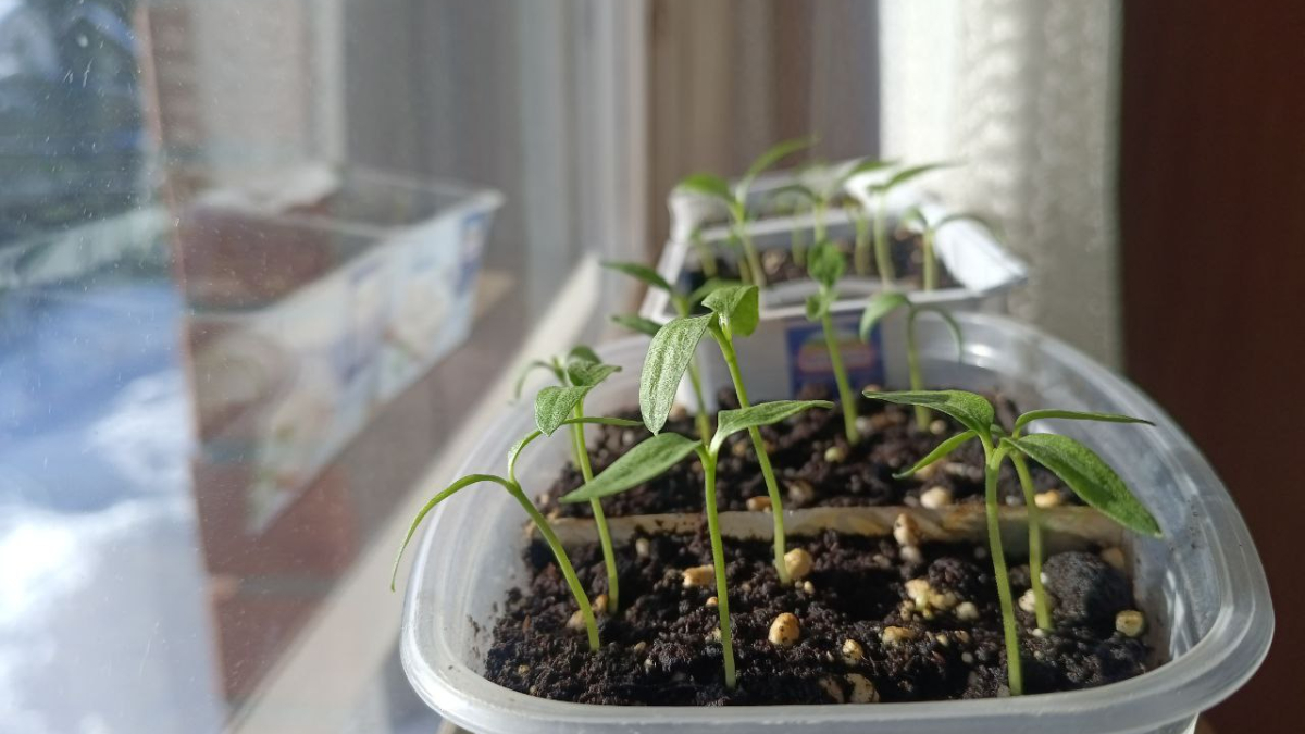 Рассада на окне