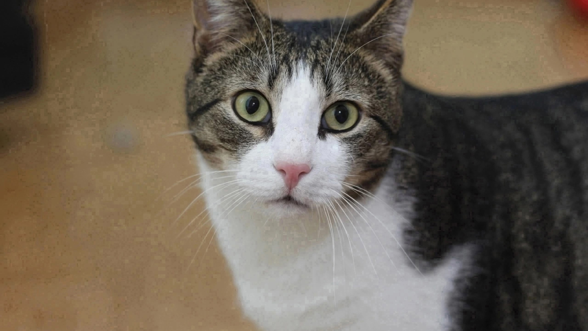 Общительный кот Сампо Лопарский в приюте