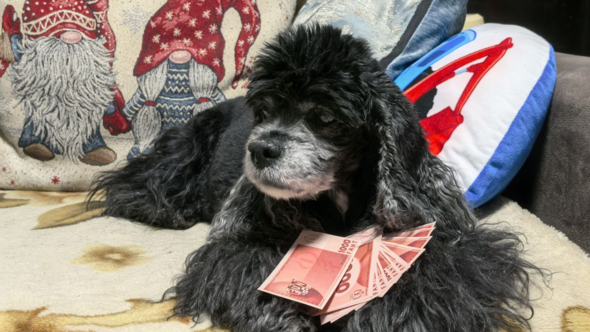 Собака на диване