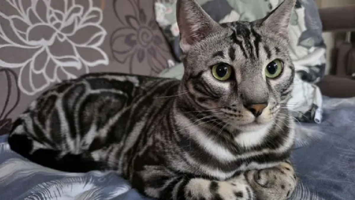 красивый кот мраморной окраски