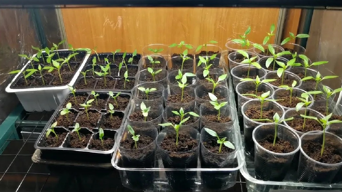 рассада перца