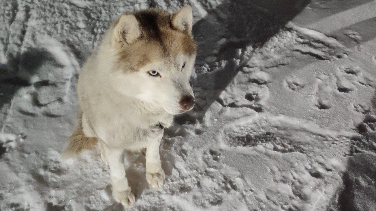 Собака на прогулке