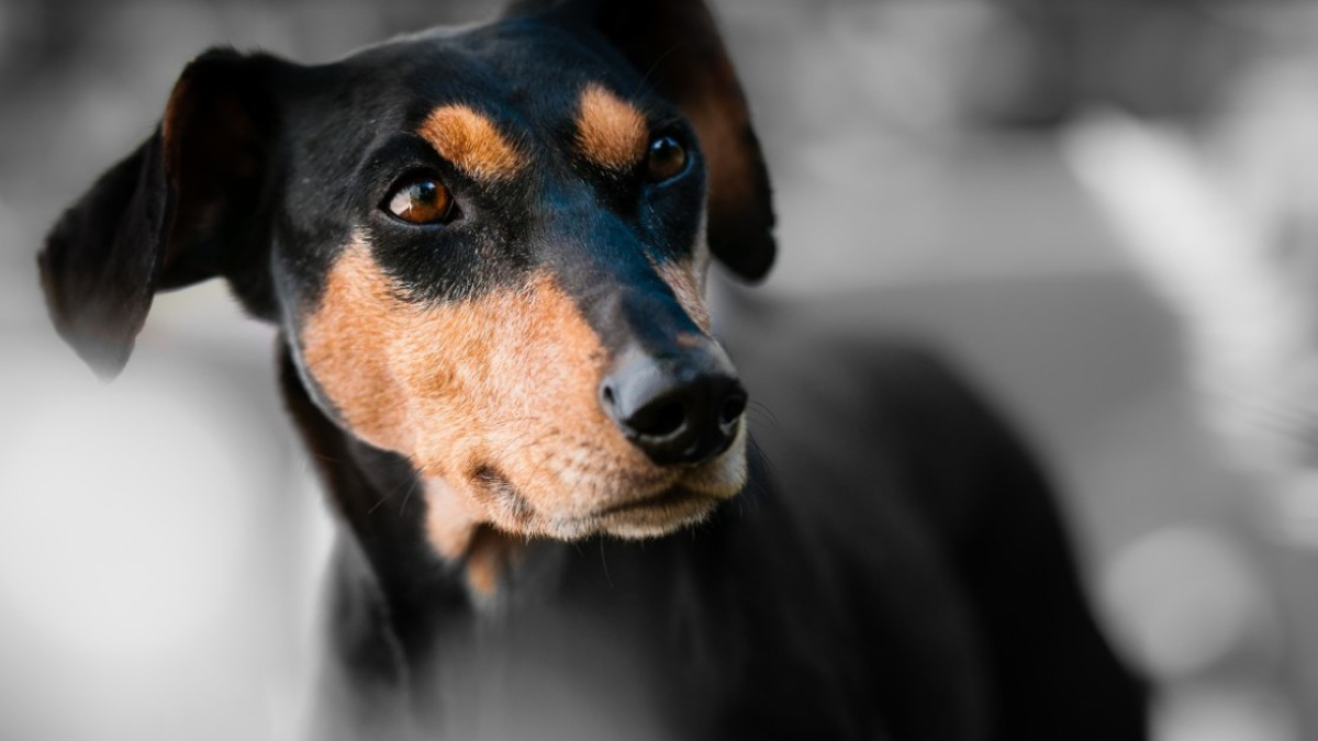 Домашняя собака