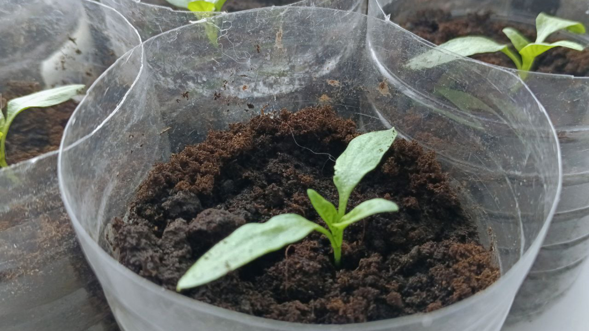 Рассада в банке