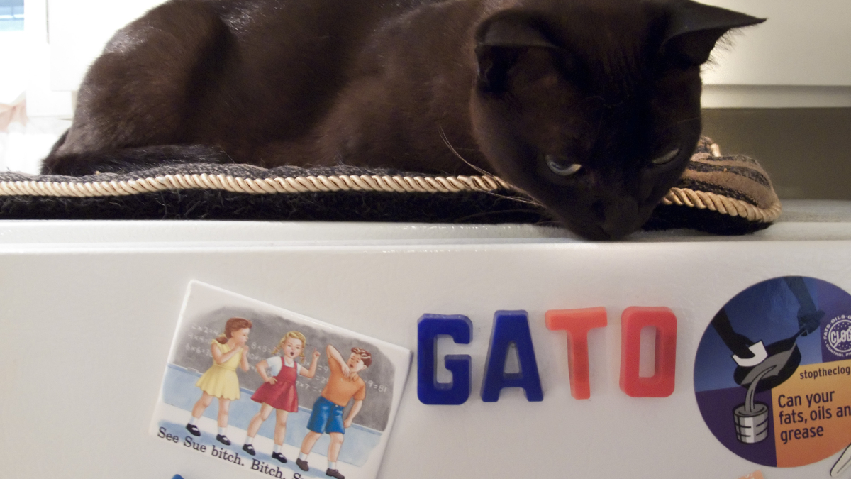 Кот на холодильнике