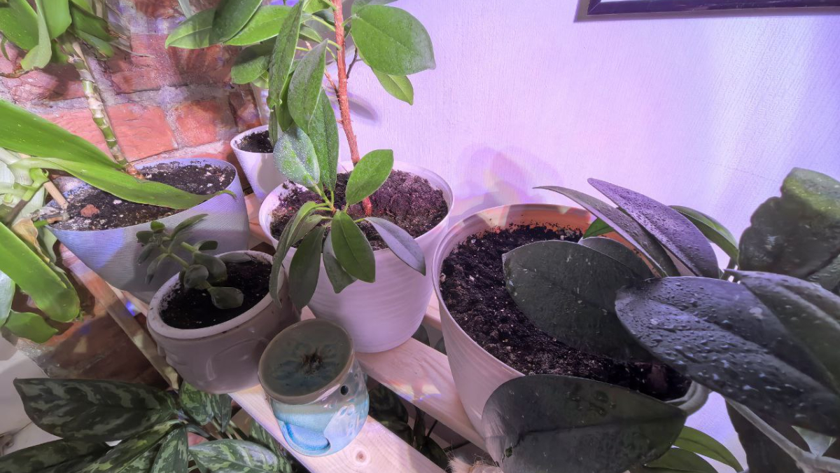 Домашние цветы