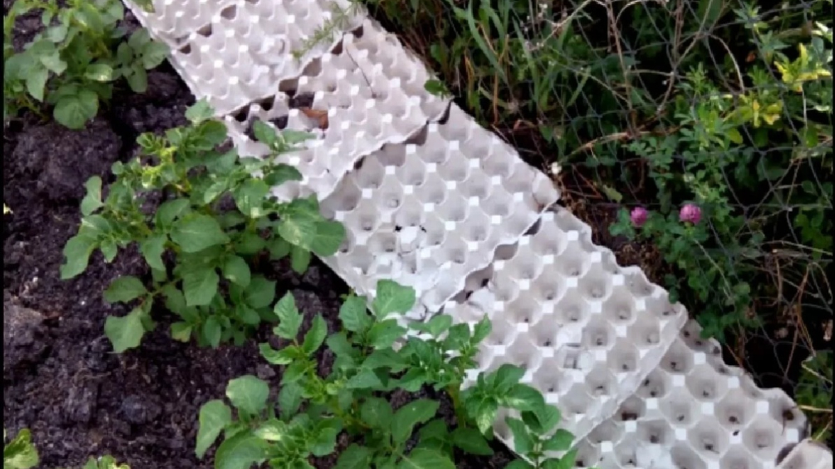 яичные лотки на грядках