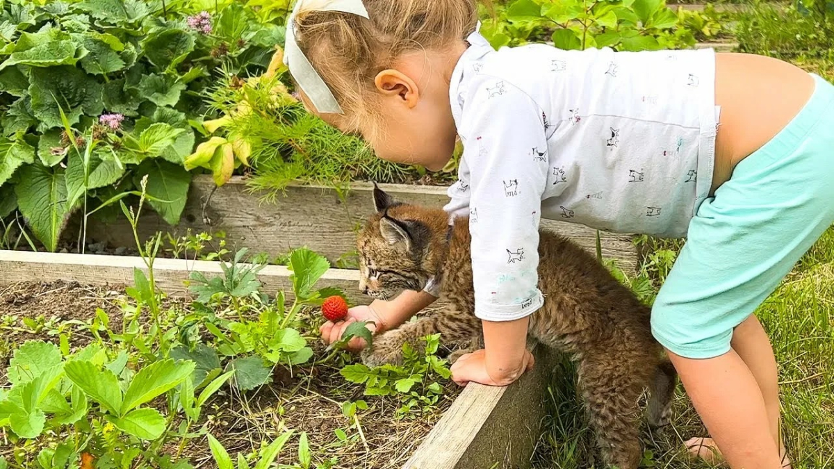 кошка и малышка на грядке