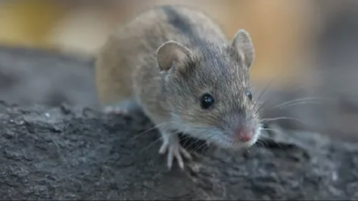 мышь в доме