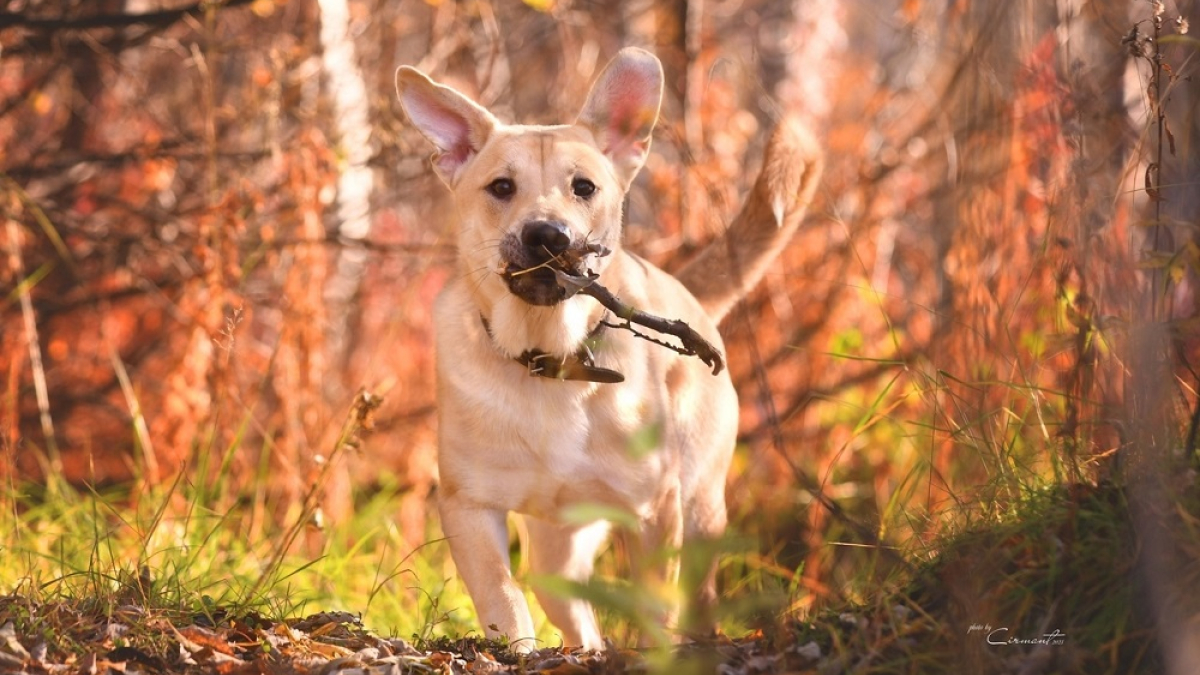 собака бежит по лесу