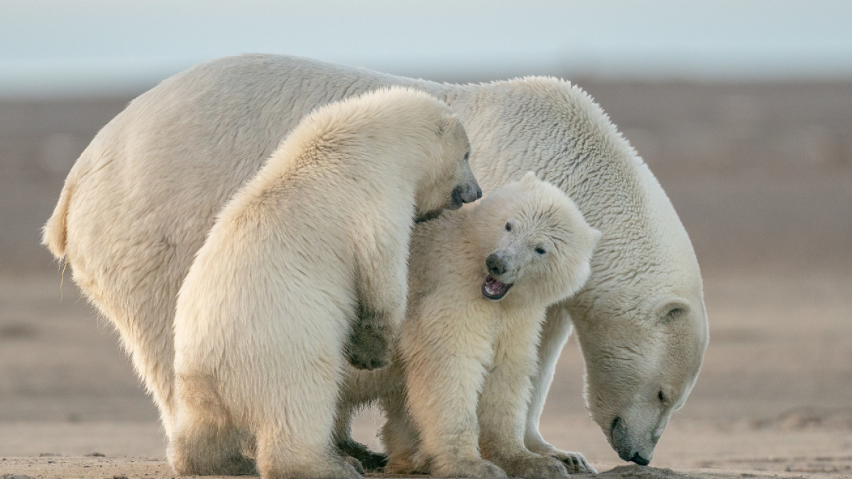 медведи снег природа