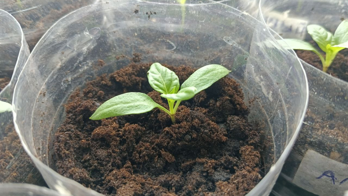 Рассада в банке