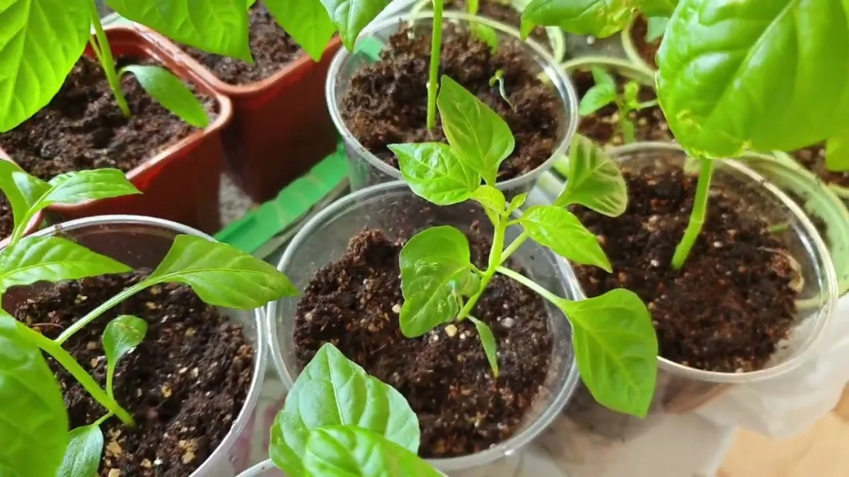 рассада перца