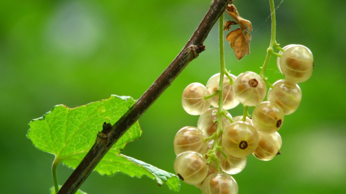 Смородина на ветке