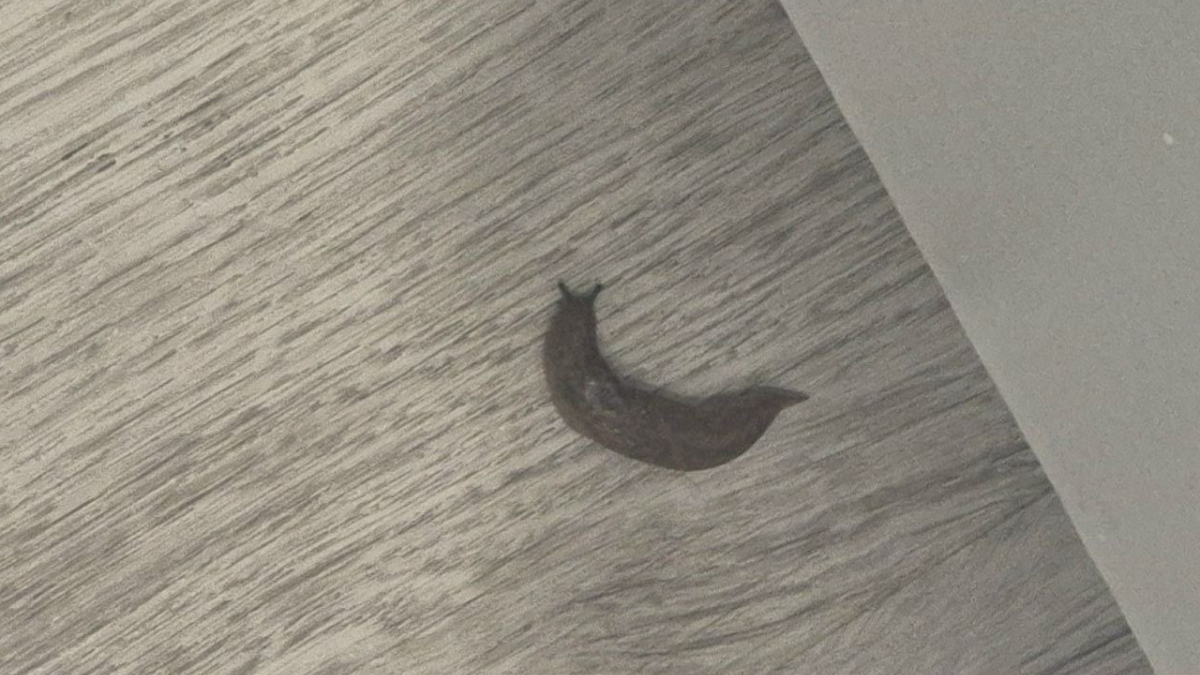 Слизень на полу