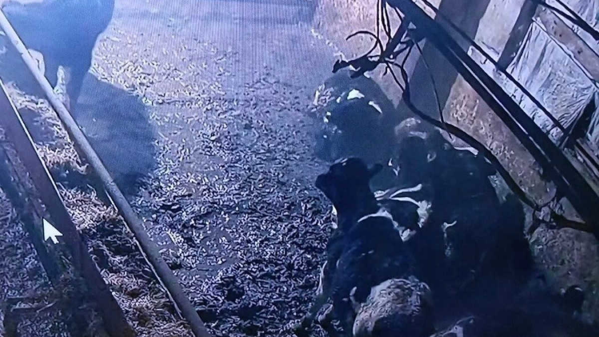 Коровы в стойле