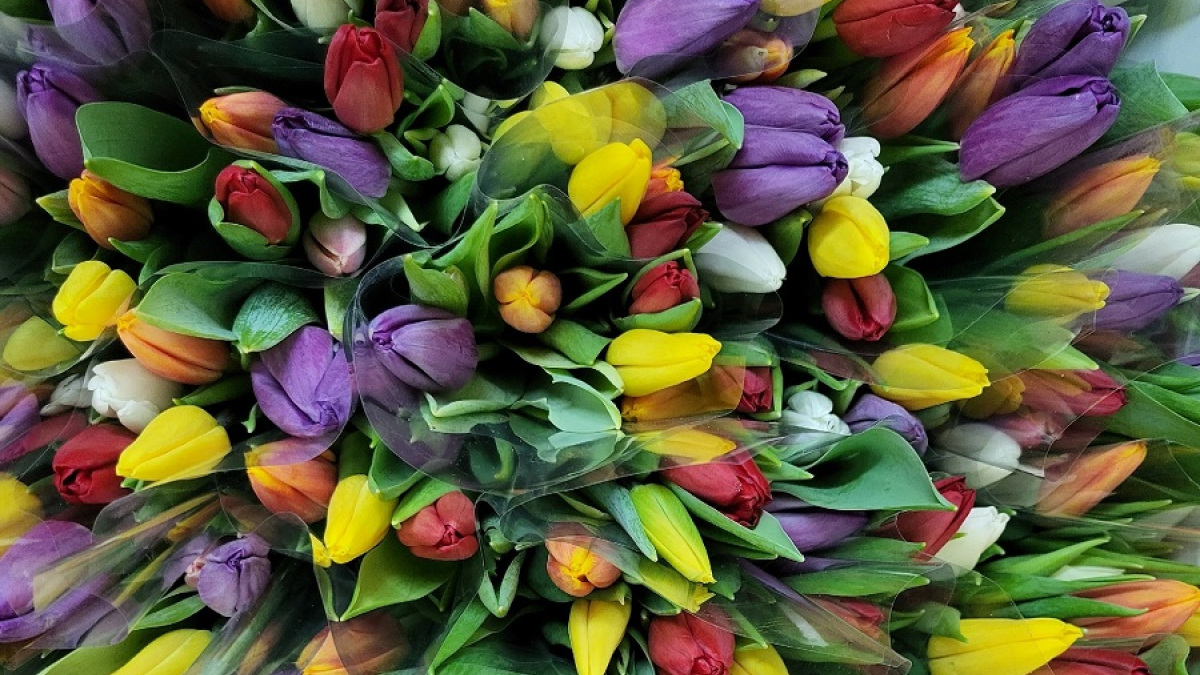 тюльпаны разных цветов