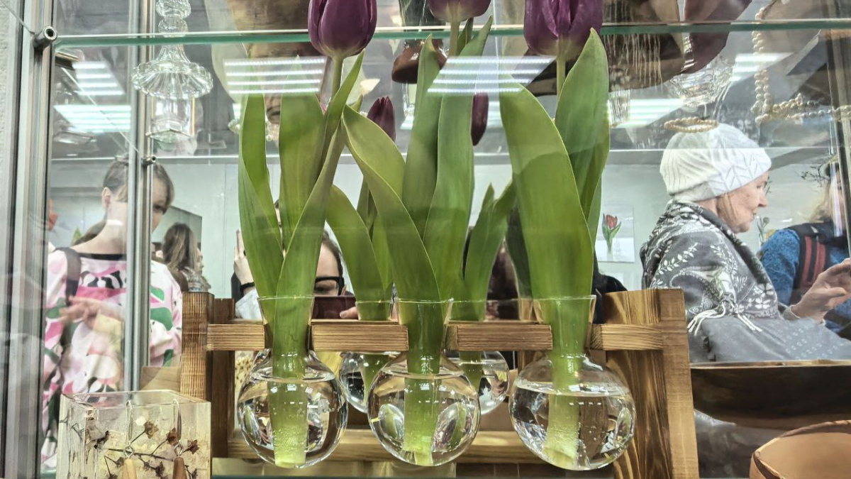 Тюльпаны на фестивале в Кировске