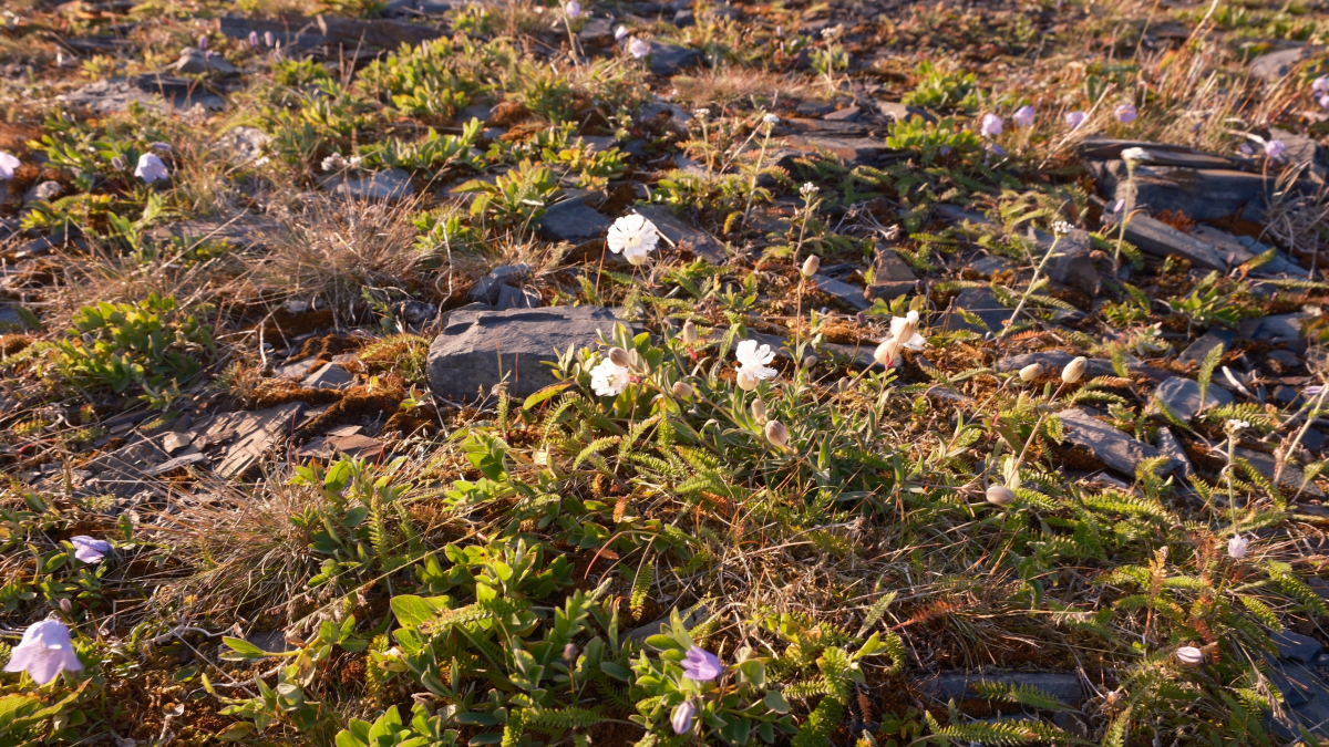 природа Арктика туризм