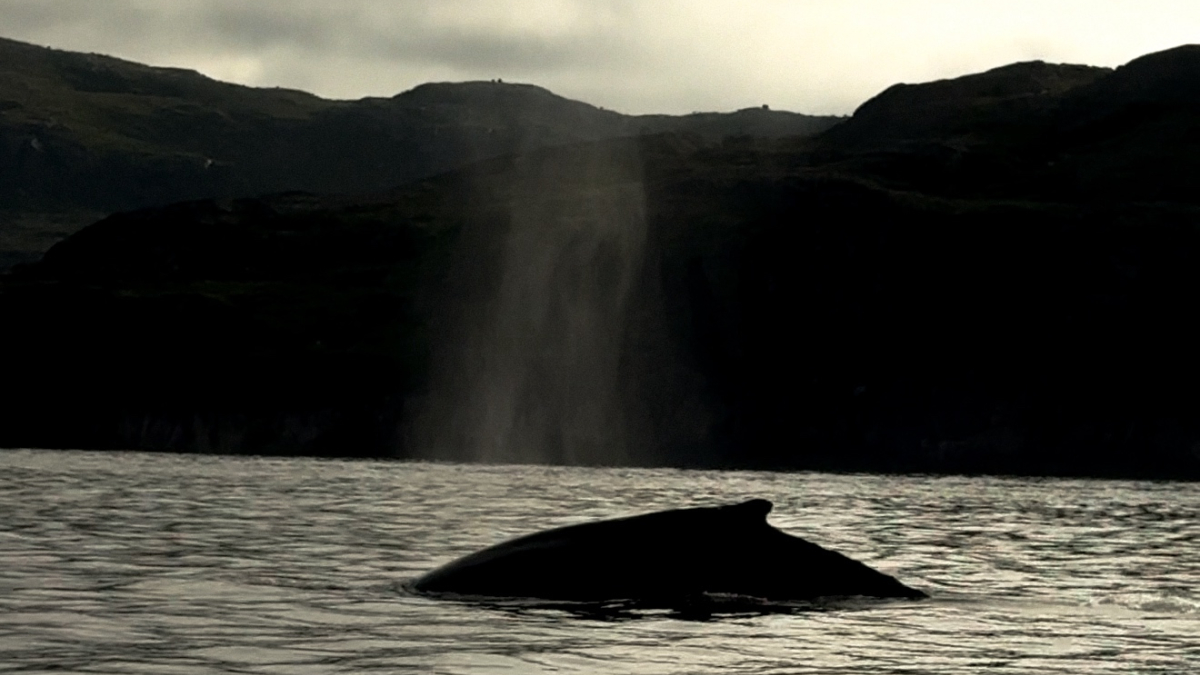 кит море арктика