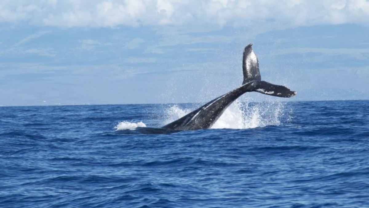 кит море териберка мурманск