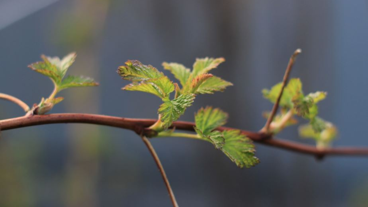 весна природа солнце