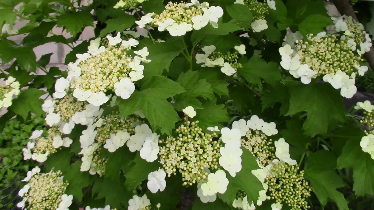 Калина цветет