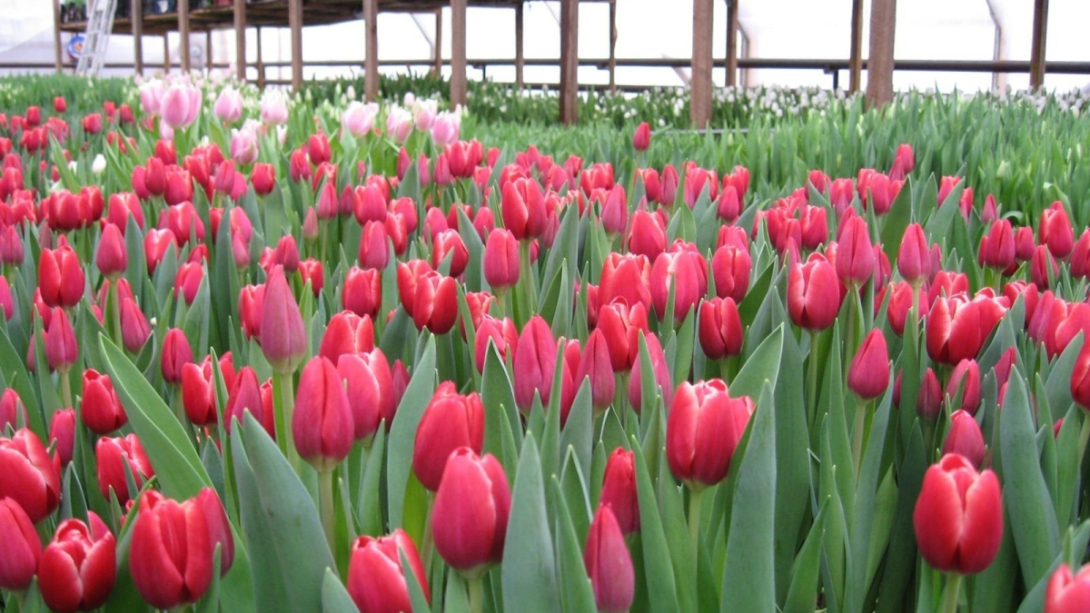 Тюльпаны в теплице