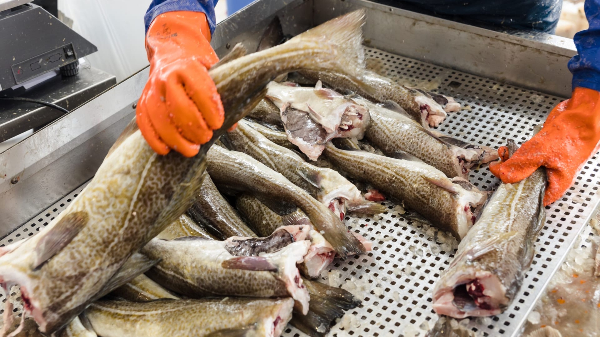 Треска на ярмарке Наша рыба в Мурманске