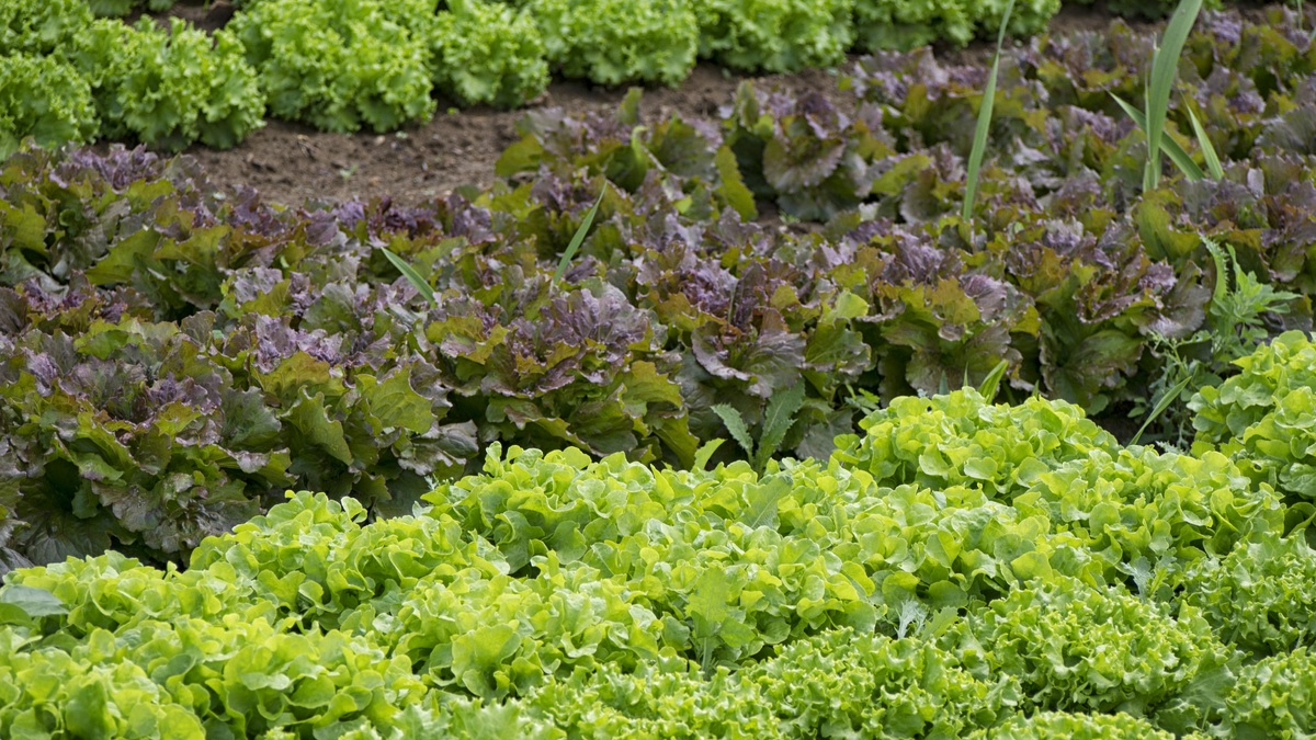 Грядки на огороде