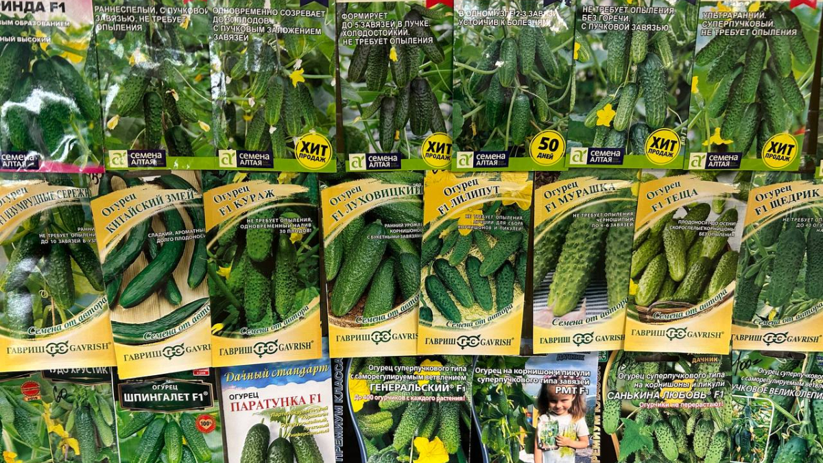 Семена огурцов