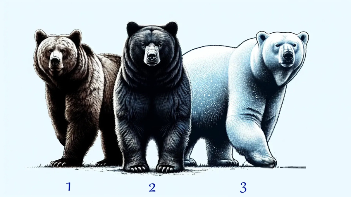 три медведя