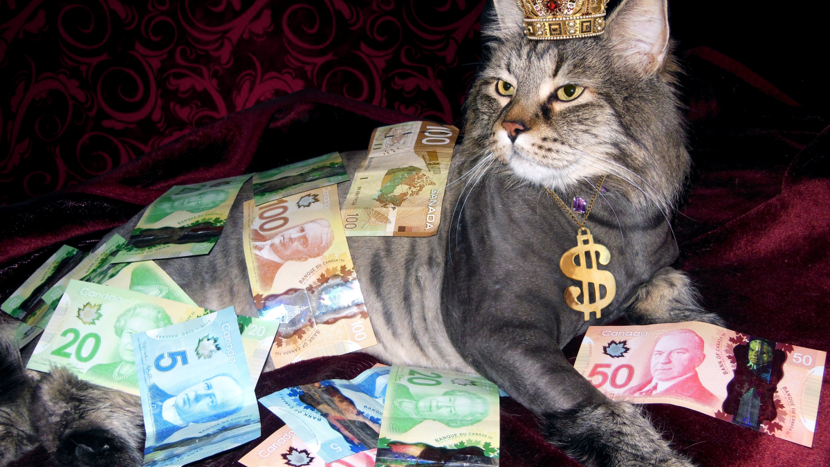 Кот лежит среди денег