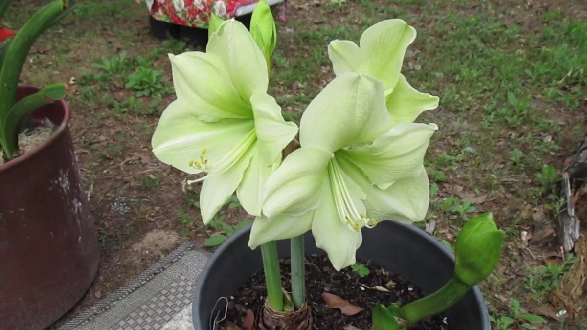 Гиппеаструм