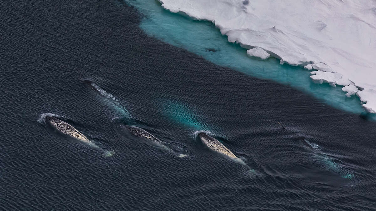 Стая нарвалов