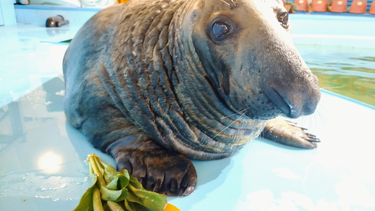 Тюлень из Мурманского океанариума