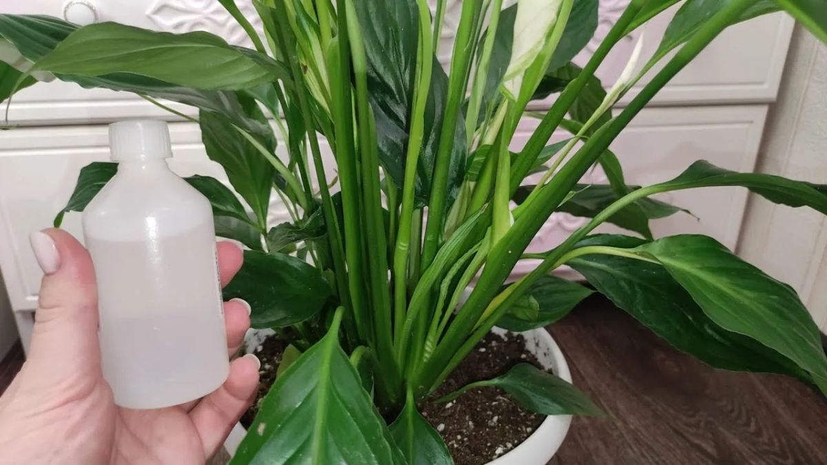 крупное растение в горшке