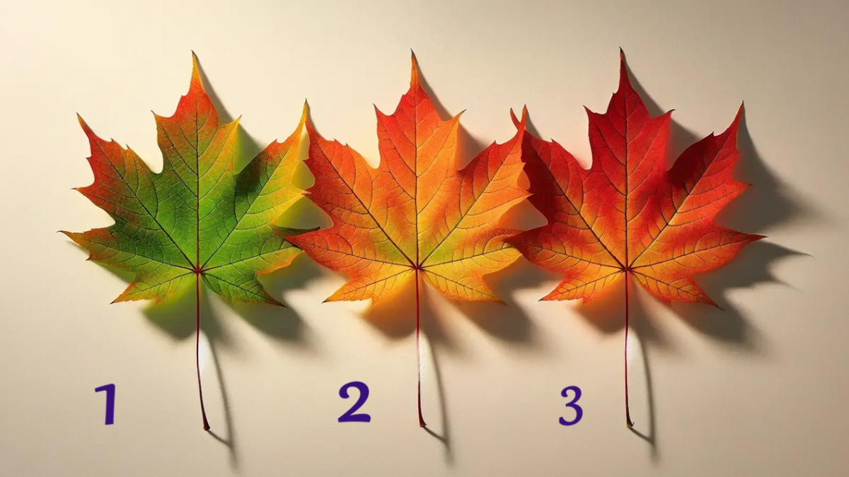 три кленовых листа