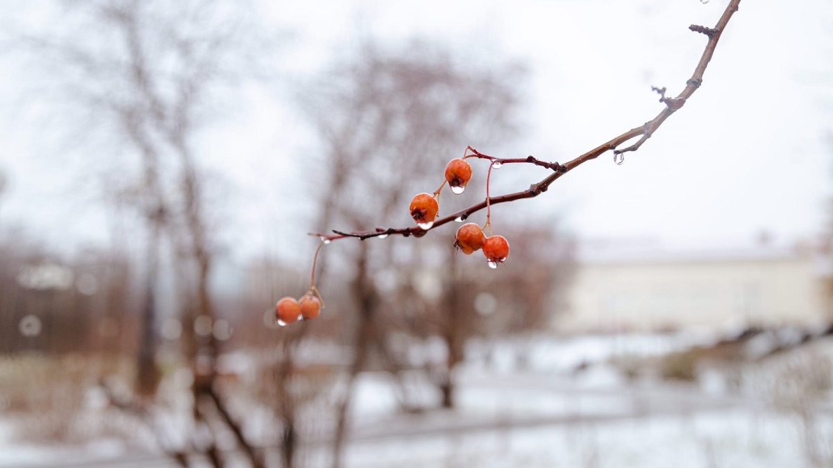 капли воды на ягодах рябины