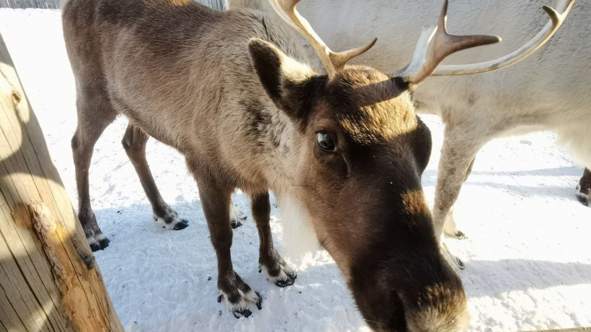 олени мурманск животноводство