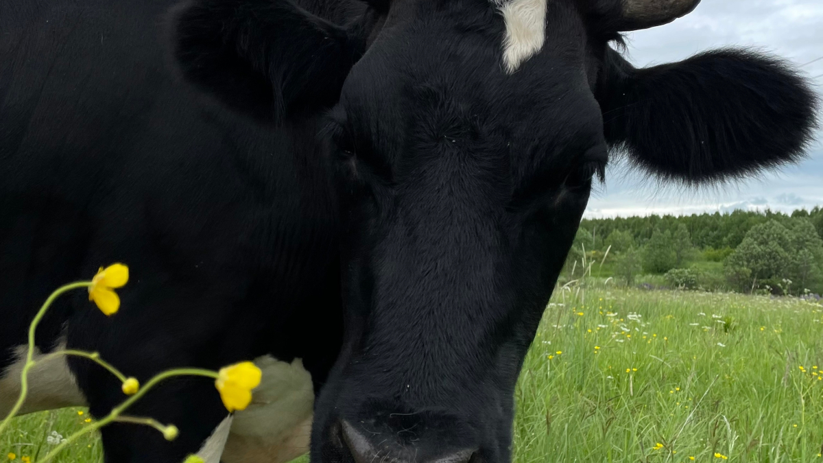 молоко мурманск коровы экономика