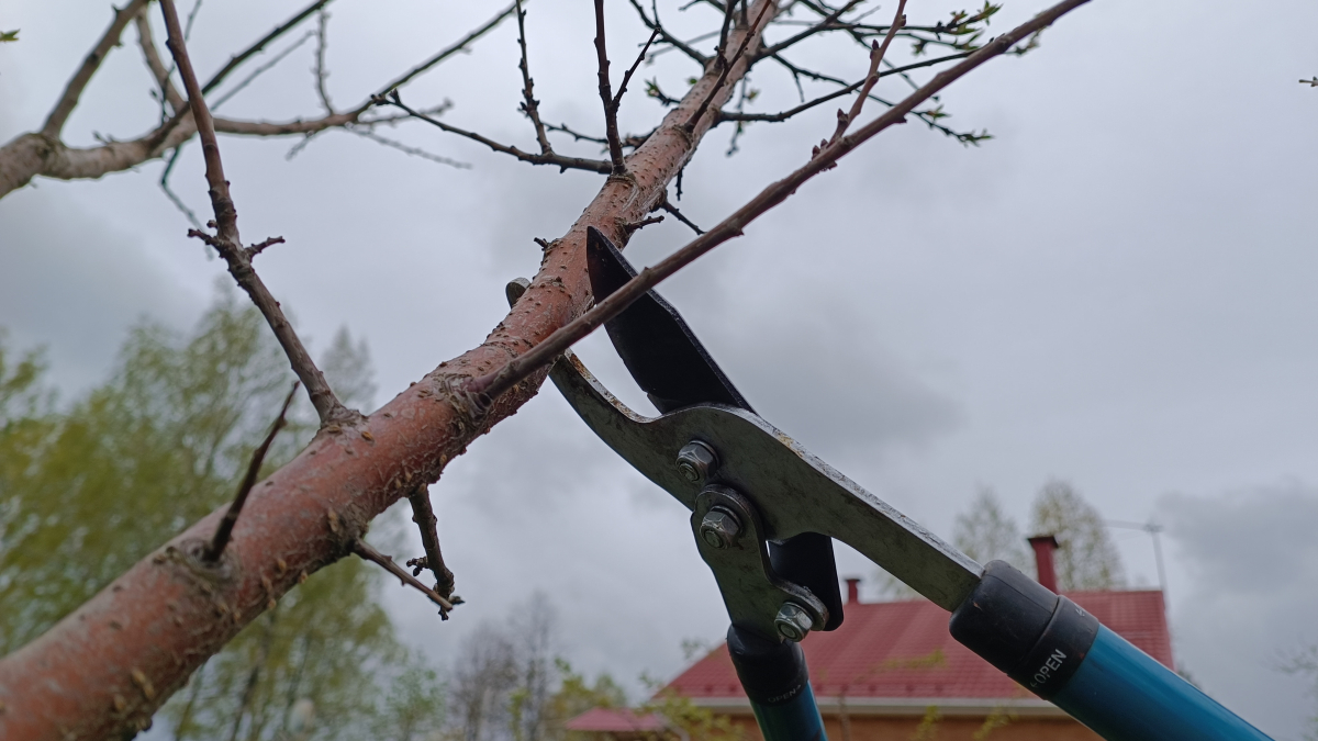 Обрезка ветки дерева