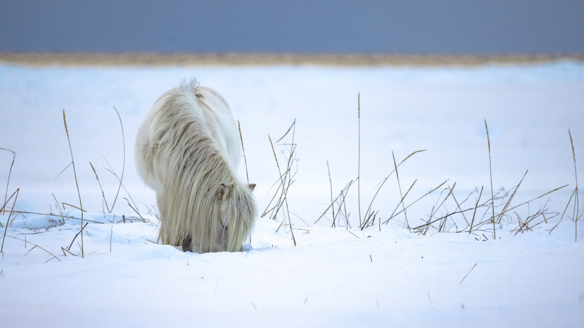 Конь в сугробе