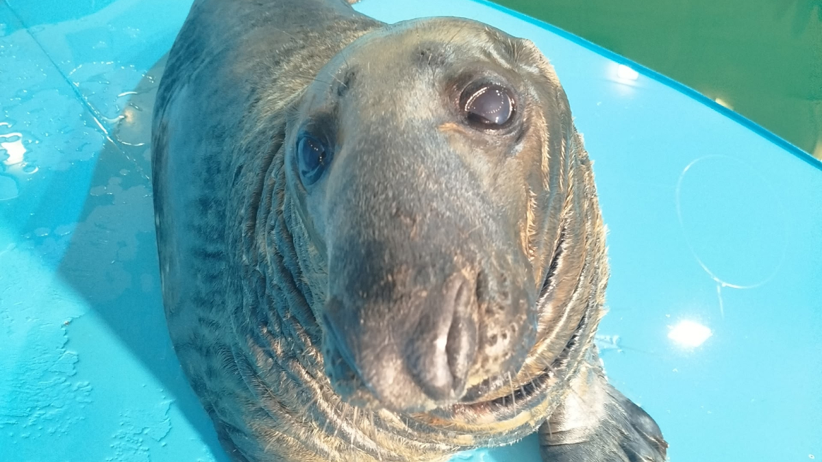 Тюлень Филипп