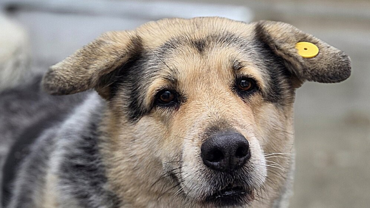 Собака с чипом