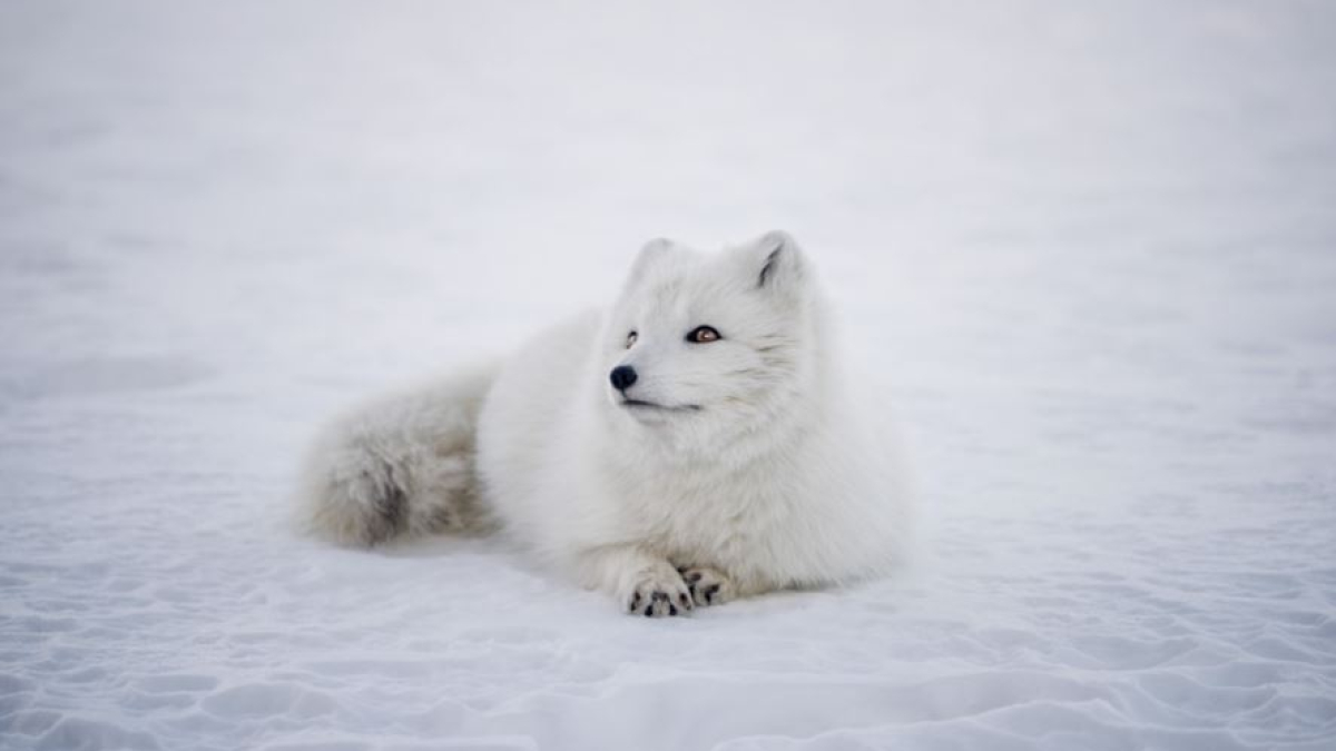 Арктика песец экология фауна