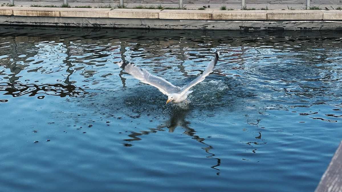 арктика чайка природа климат